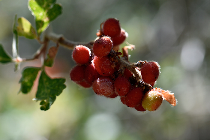 Skunkbush Sumac has red or red-orange fruits, known as drupes, which are also hairy and sticky. Rhus trilobata var. trilobata 